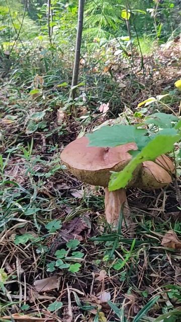 VID_20250827_141102