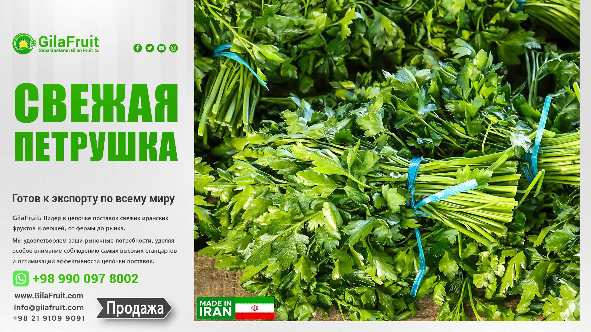 GilaFruit: Ваш надежный партнер по иранскому салату Айсберг