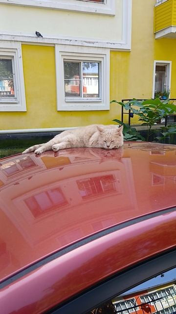 Мне пофиг
ваш праздник - кот!