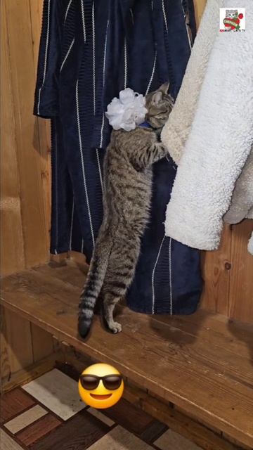 Что будет делать Вербуся если забыть в кармане сосиску 🌭😎🐈