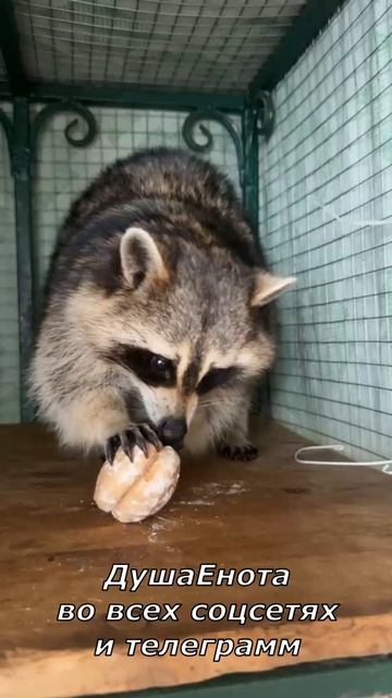 Пина обиделась