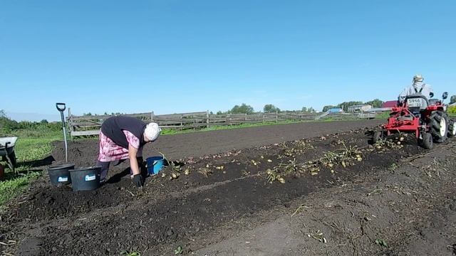 Копка картофеля 2025 и сидераты