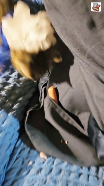 К Рыжуле в гости пришёл Баксик а бессовестная Вербуся опять за своё 😻☕️❤️☕️🐶🌭😎😸