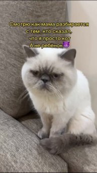 «Наш пушистый малыш»