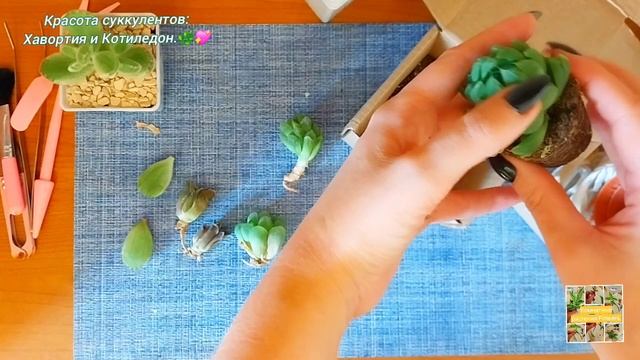 Хавортия и Котиледон.  Красота суккулентов.💖🌿