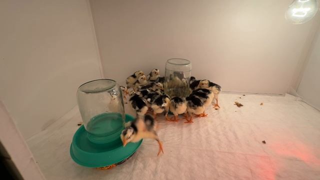 Брудер для цыплят из сэндвич панелей (самоделка)