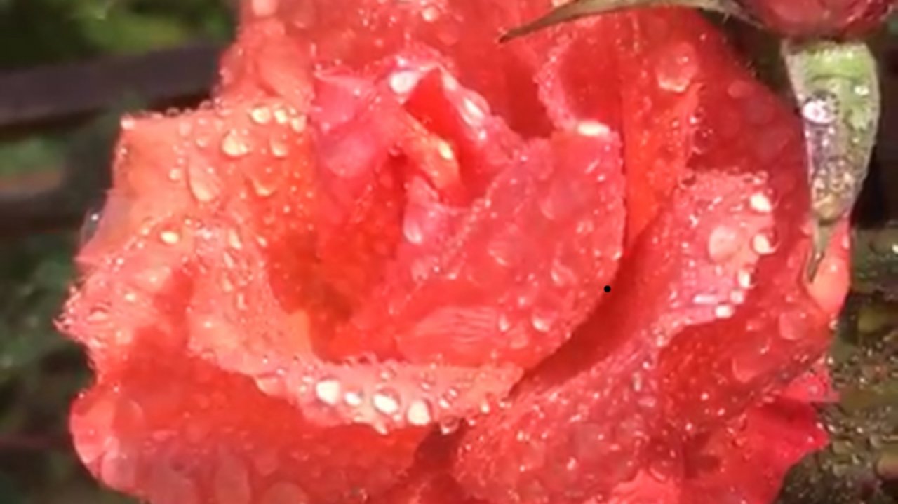 "Мои любимые розы!". Фильм Елизаветы Лаптевой. Песня Елизаветы Лаптевой "Солнца свет" в авт. исп.