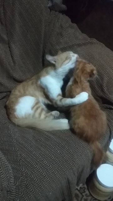 Ухаживает