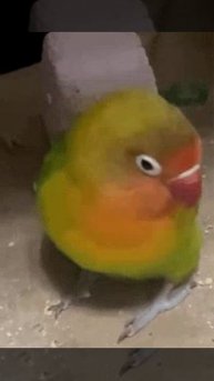 Неразлучник фишера