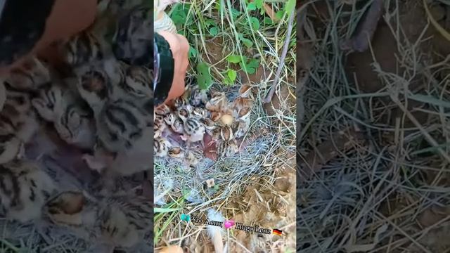 Доброты, нежности и милоты вам на сегодня! 🐆🐘🐻🐻❄️🦘🐓