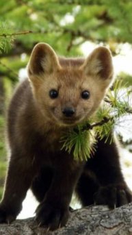 Смекалка лучший инструмент в любом деле...!😆