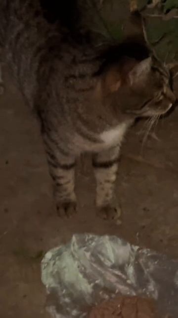 Спасибо-Мяу 🐱 за вкусняшку , котик 🐈 доволен 😊👐👋