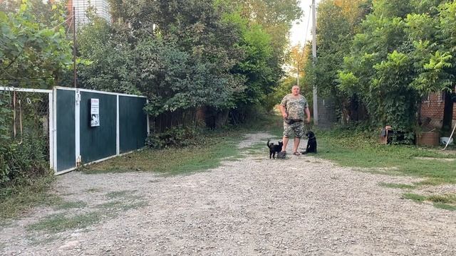 Лабрадор 5 месяцев Берта! Будни дрессировки! Отработка команды ко мне с котиками!