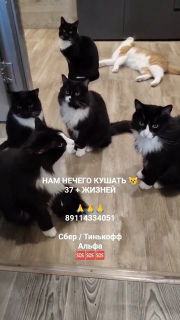 ЛЮДИ ПОМОГИТЕ 🙏🆘