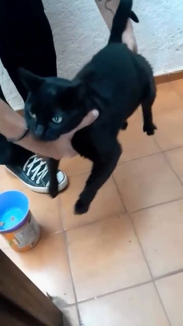 Играем на коте