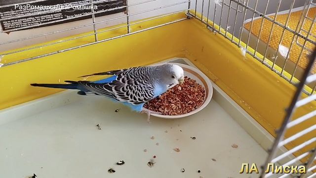 ПОПУГАЙ КЕША и ПОДРУЖКА .