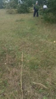 Изобилие грибов, Ах маслятки.