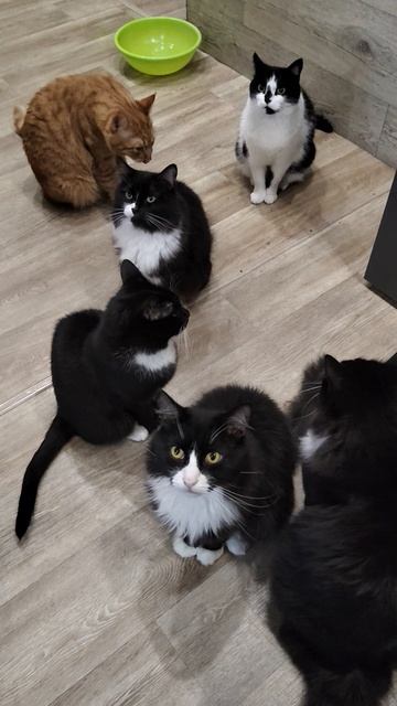 ПОМОЩЬ КОТИКАМ 🙏🆘