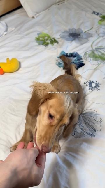 inst: ne.tatosha 
замечательная анатомическая шлейка на ней от @ace_obves 
в цвете батина жилетка 😎