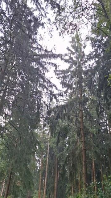 Прогулочка рано утром после дождя❤️🔥🏞