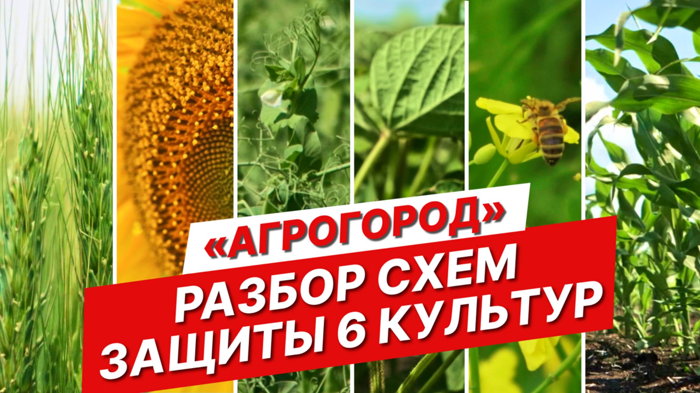Обзор схем защиты: 6 популярных культур | Реальные производственные условия | Агрогород от ГК Шанс