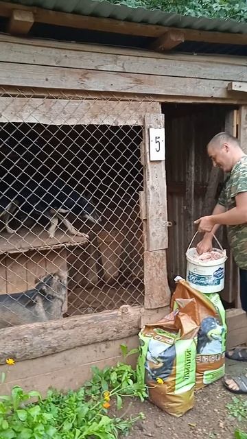 Вторая часть видео про содержащихся у нас собакенов
