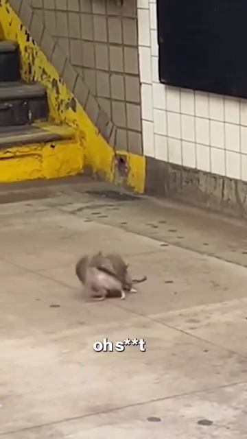 Бой крыс в метро