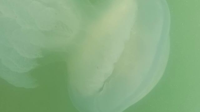 Электромедуза . Азовское море. Казантип. 2025.