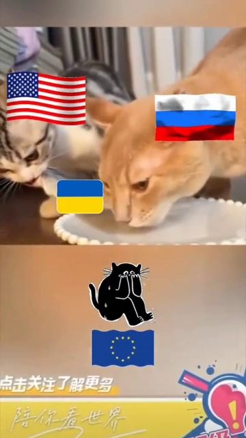 США Россия Украина и  коты