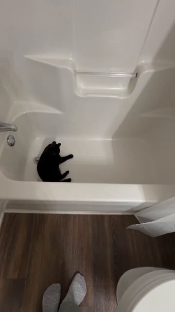 Как занять кота на весь день