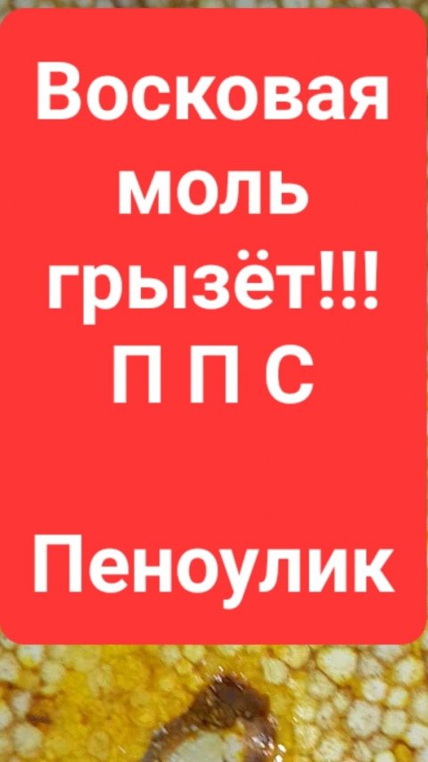 Восковая моль грызёт ППС улья Пеноулик.