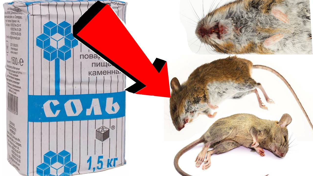 Как избавиться от мышей За 3 Секунды