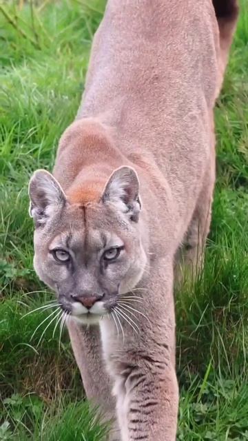 А это просто - пума!.mp4