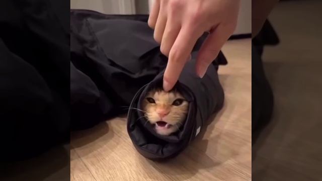 Новый вид змеюки