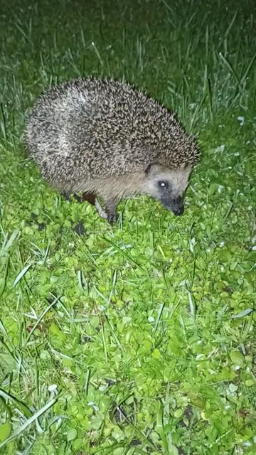 Ёжик -ёжик, здоро́во!