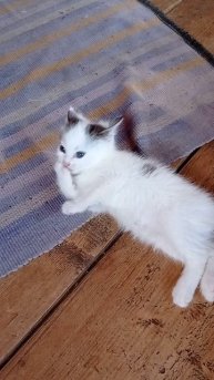 Очень милый котёнок