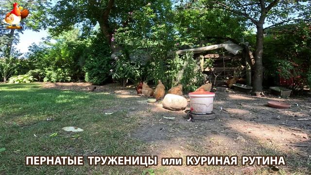 Куры несушки свободного выгула и их обычная куриная рутина – эпизод (661)