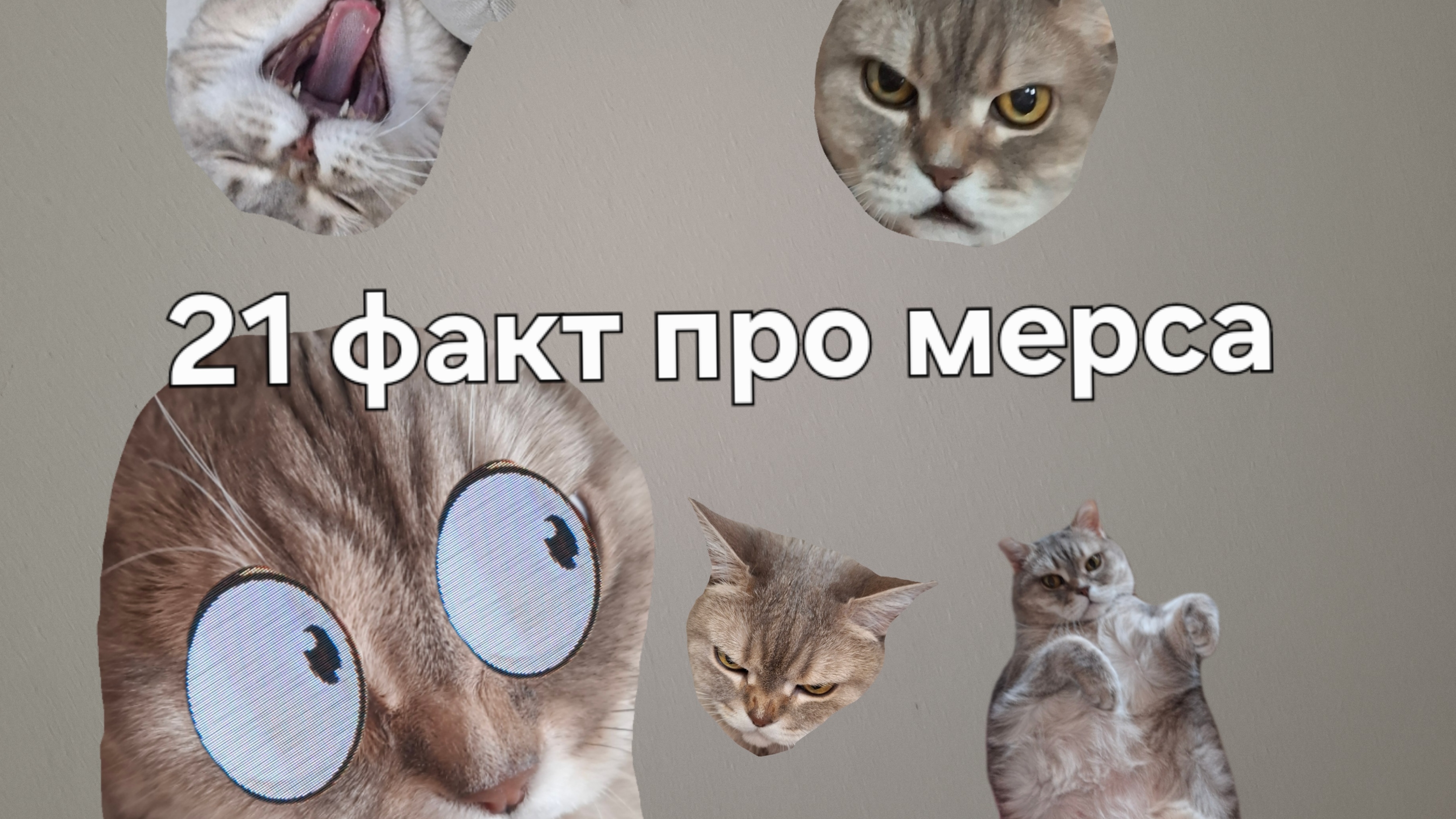 21 факт про котика мерсика
🎉 До 30 не дотянуло