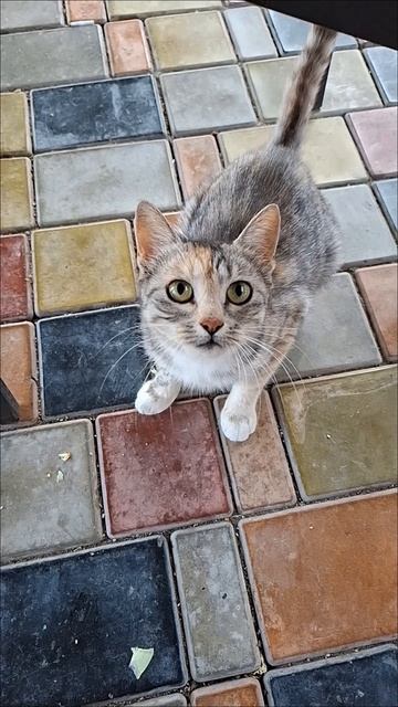 Вот она! Самая наглая морда ))) Всегда голодная, но ест отборно только мясо 🍗🐱😊