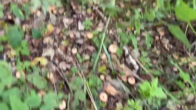 Леночка и опята 2. 31.08.25