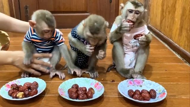 Обезьянки Легенький завтрак Чем кормить Веселые забавные смешные УЛУЧШИТЕЛЬ НАСТООЕНИЯ