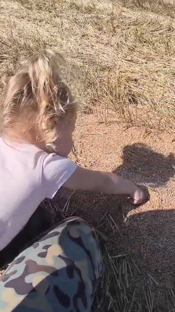 Вика и зерно