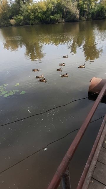 В ожидании парома