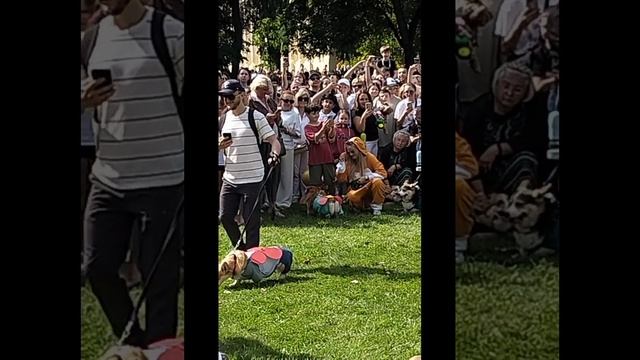 Парад корги на ВДНХ . 30.08.2025 г. Москва.