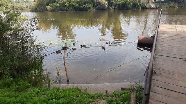 Уточки плавают