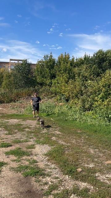 Заметки частного кинолога от Александра Тараненко #12: «Как правильно гулять с собакой?» стаффордшир