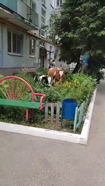 Куда ты лезешь !?-Дойки  поцарапаешь !!!...