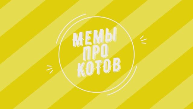 Мемы кошки засмеялся подпишись