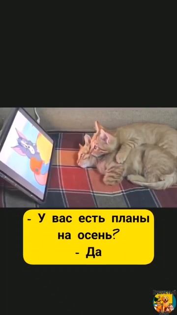 Клип @meowtaverse