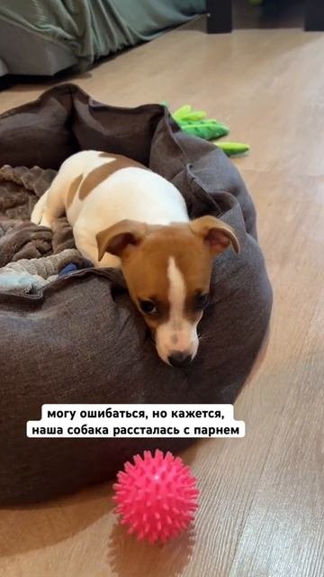 Рокси, мы найдем тебе лучше!Ты у нас самая красивая #jackrussellterrier #джекрасселтерьер #собака